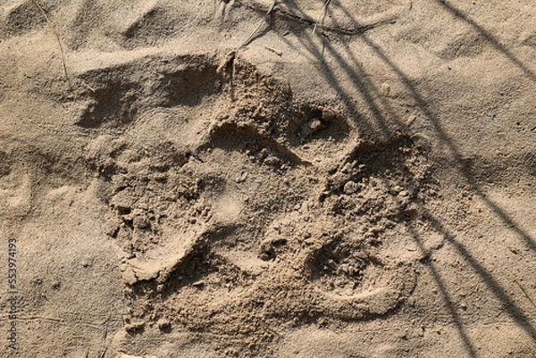 Obraz tiger paw print
