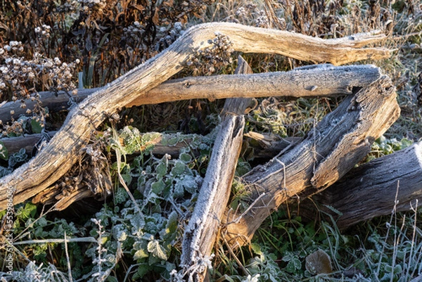 Fototapeta root of tree in froozen winter
