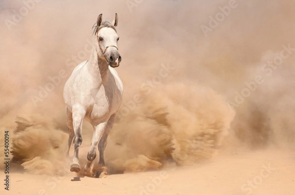 Obraz Horse run in desert