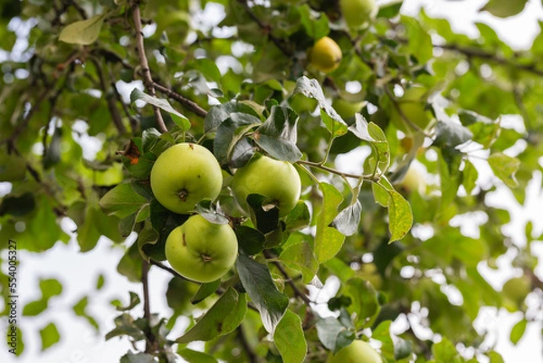 Fototapeta Green apples on a branch ready to be harvested, outdoors
