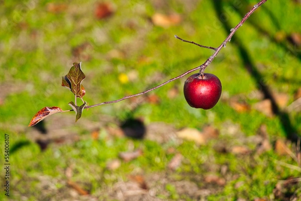 Obraz 赤く実ったリンゴ