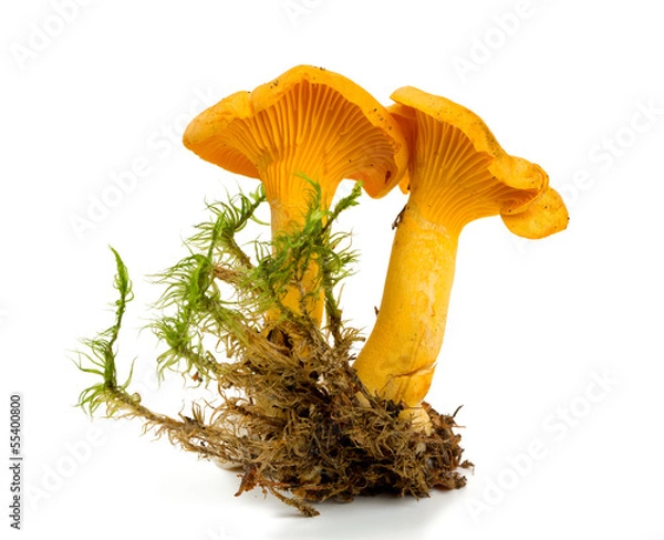 Obraz fresh chanterelle isolated on white