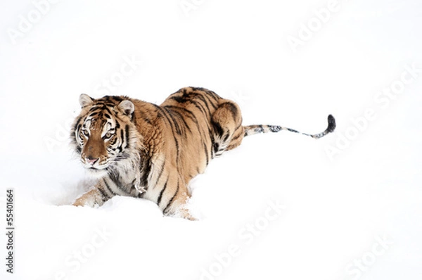 Fototapeta Tiger