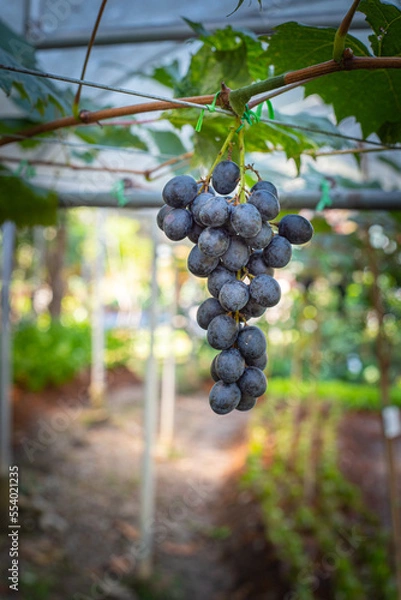 Fototapeta Close up of grapes hanging on branch. Hanging grapes. Grape farming. Grapes farm. Tasty green grape bunches hanging on branch. Grapes. With Selective Focus on the subject.