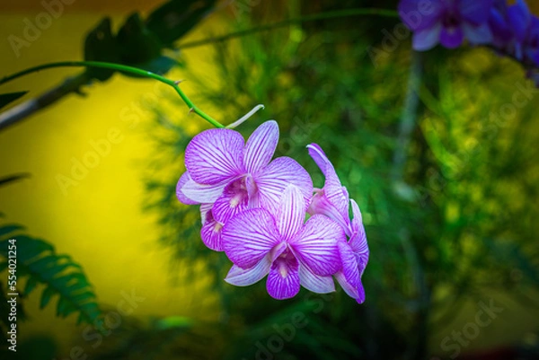 Fototapeta A beautiful tiger orchid flower in a blurry background on a window indoors at home. A flower of a bright orchid on a blur background. Selective focus. nature