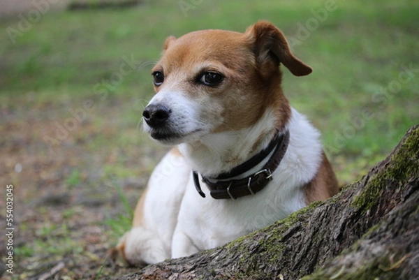 Fototapeta portrait of a Cute dog in the green grass