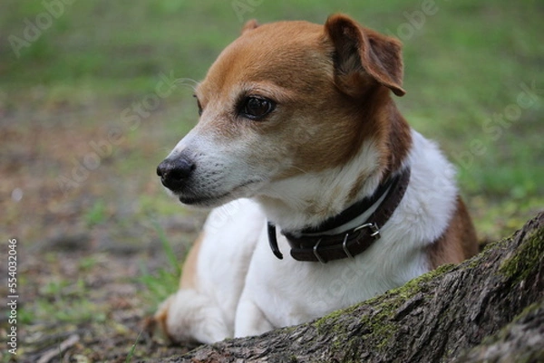 Obraz portrait of a Cute dog in the green grass