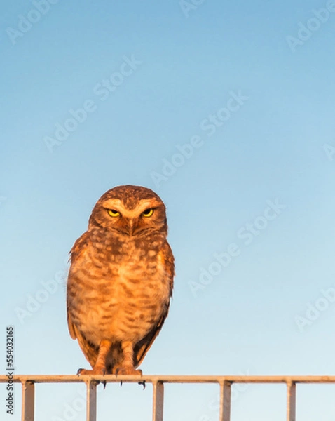 Obraz Eule auf einem Zaun sitzend