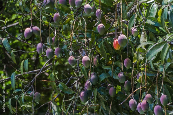 Obraz Mangobaum mit Früchten