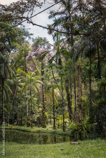 Obraz Teich im tropischen Regenwald