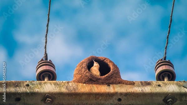 Obraz Vogel in einer Bruthöhle auf einem Strommast