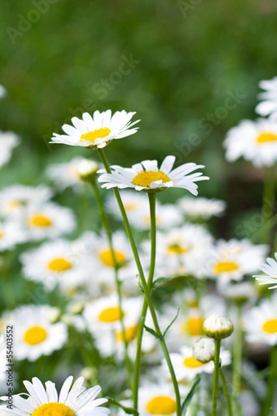 Fototapeta two daisies