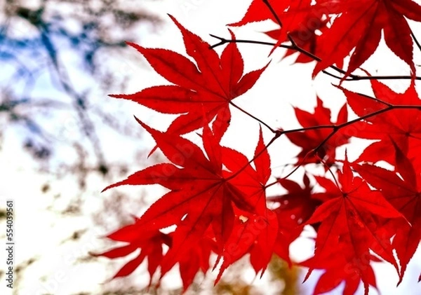 Fototapeta Bright Red Japanese Maple Leaves on the Tree in Autumn