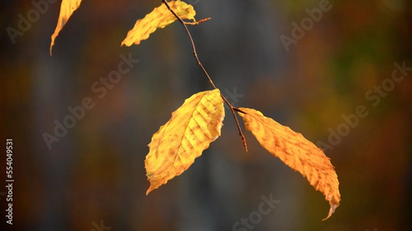Fototapeta autumn leaves on a tree