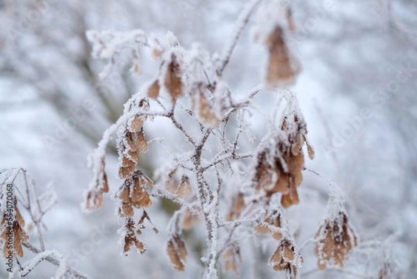 Fototapeta Dry flowers and grass in white snow, abstract natural winter background