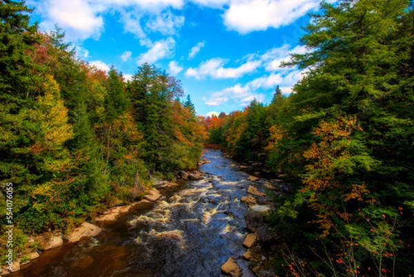 Fototapeta Blackwater River running through the woods