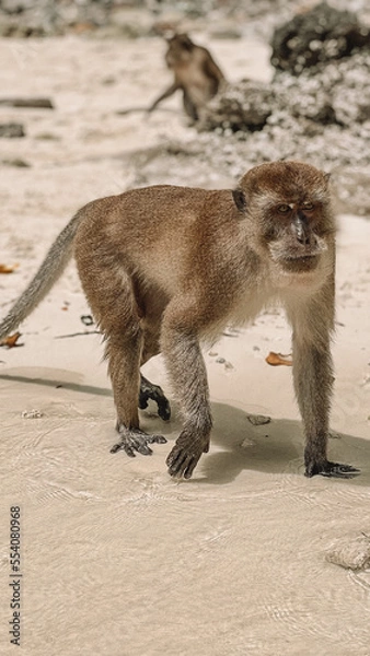 Obraz Monkey Beach, Phi Phi