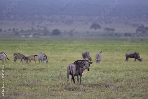 Obraz Wildebeest and zebra in the African savannah. National park in Kenya.