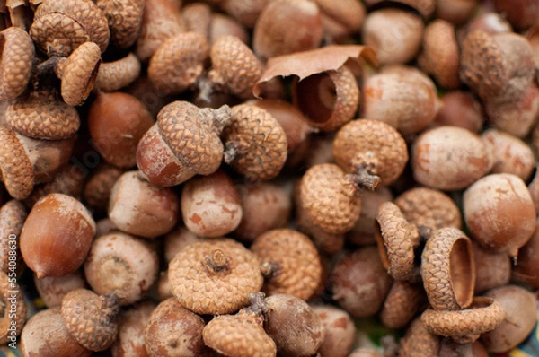 Fototapeta acorns are a solid background with blurred edges