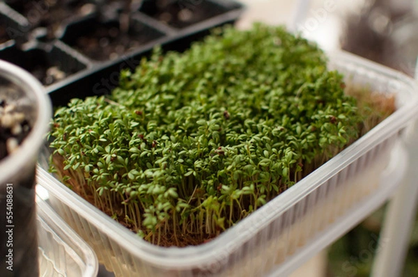 Fototapeta micro-green cross-salad sprouts in a plastic container with a blurred background