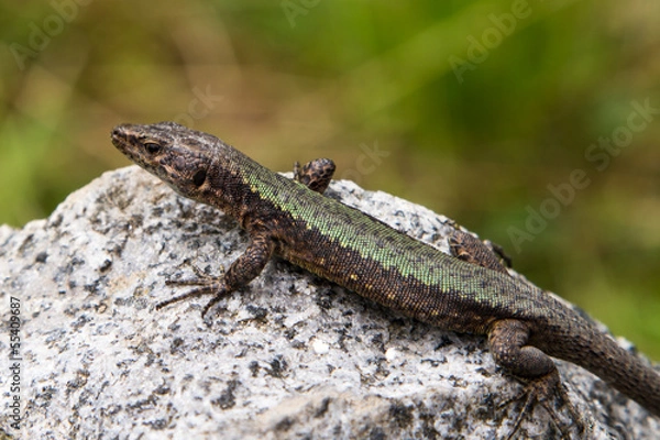 Obraz Lizard