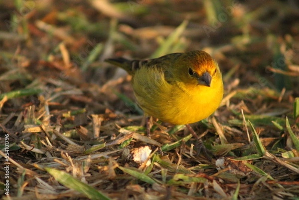 Obraz Canário da Terra