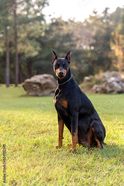 Fototapeta Doberman Pinscher outdoors at a park. beautiful female dobie outside at sunset. Small crop ears with chain. Black and rust, tan dog outside. purebred dog portrait. 
