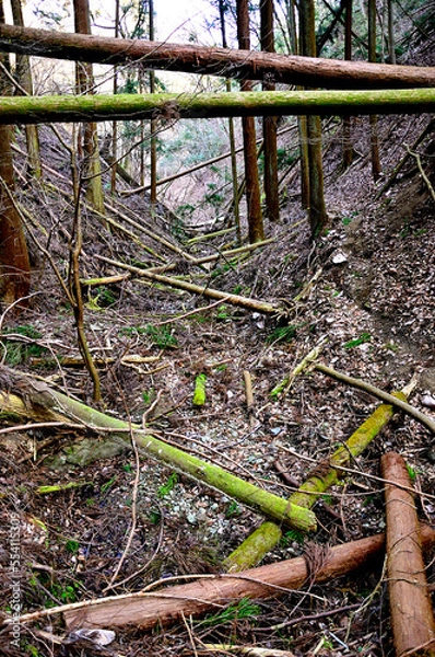 Fototapeta 道志山塊の高柄山　荒廃した山道
