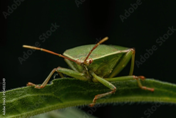 Obraz Stink Bug