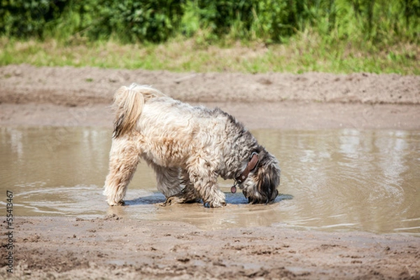 Fototapeta Drinking Dog