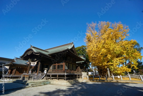 Obraz 葛飾八幡宮の千本銀杏の紅葉