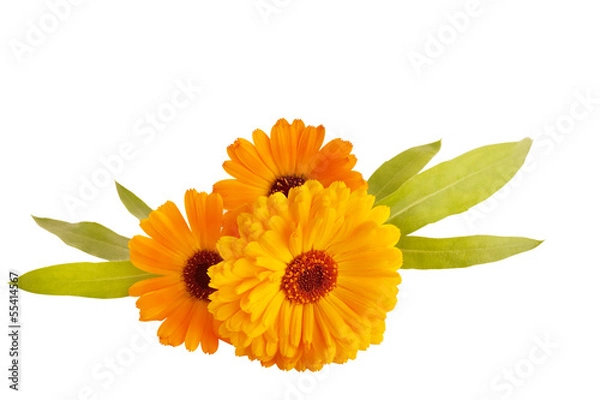 Obraz Marigold flower isolated on a white background