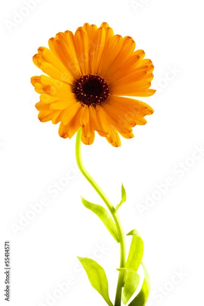 Obraz Marigold flower isolated on a white background