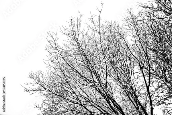 Fototapeta Snowy coated tree branches