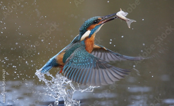 Fototapeta Zimorodek, Alcedo atthis