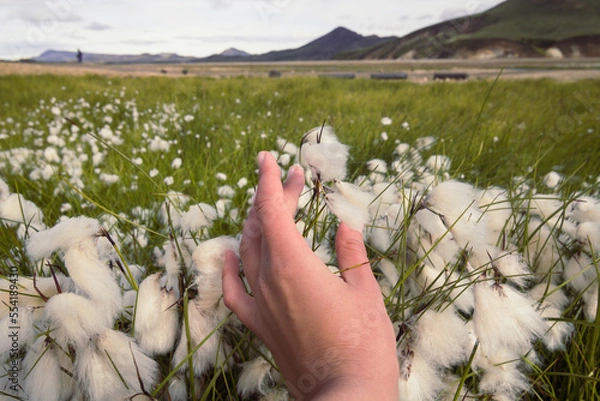 Obraz Close up woman touching cottongrass in field concept photo. First view hand photography with old mountains on background. High quality picture for wallpaper, travel blog, magazine, article