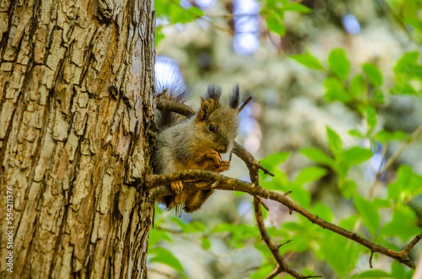 Fototapeta A squirrel sits on a tree branch in a park on a summer day.