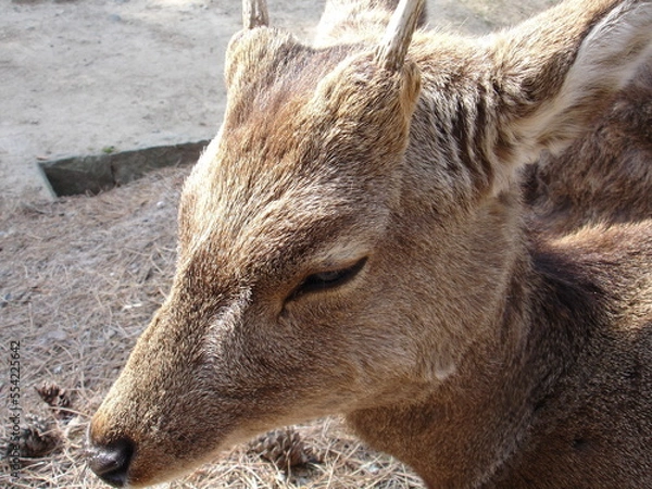 Obraz 目を瞑る鹿