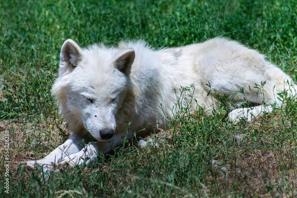 Fototapeta Polarwolf