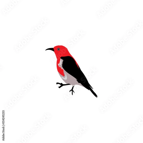 Obraz red cardinal bird