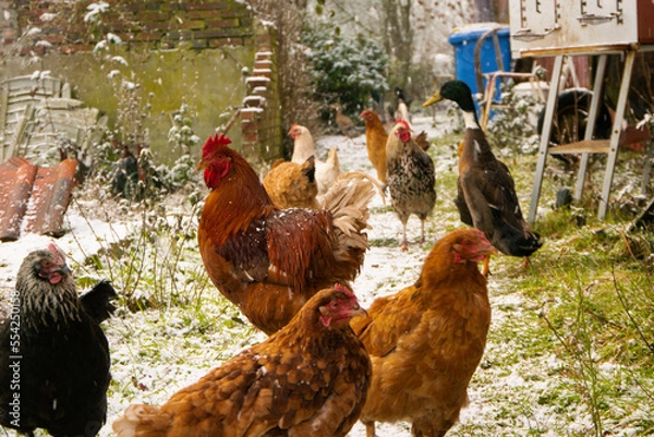 Obraz range chickens