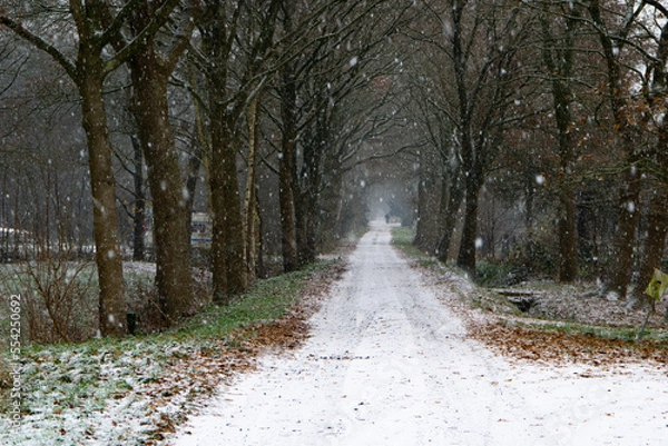 Obraz path in the woods
