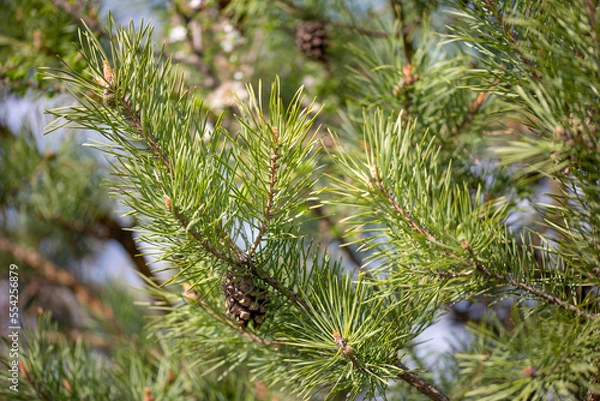 Fototapeta Pine tree branch closeup. Young pine branches with needles and cones. Spring natural background with coniferous tree.