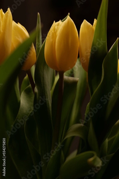 Obraz Gelbe Tulpen