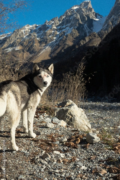 Obraz Dog in the mountains