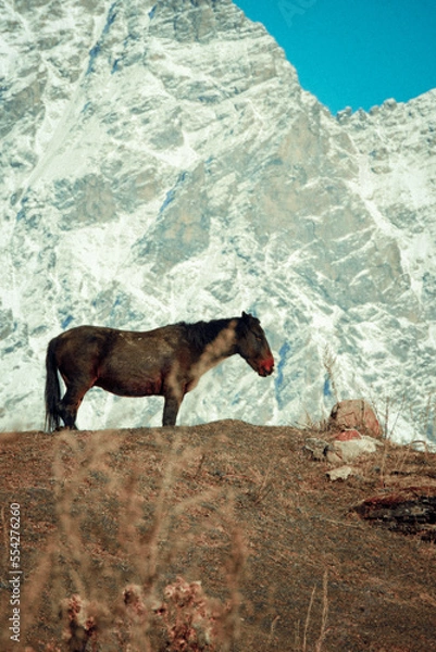 Obraz horse on the mountain