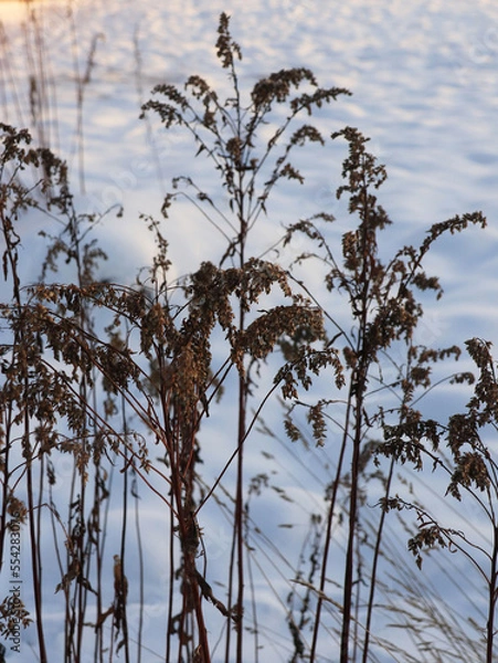 Obraz Dry grass and blue winter snow background