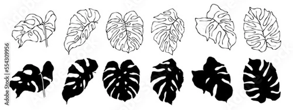 Fototapeta Set of linear sketches and silhouettes of tropical monstera leaves.Vector graphics.