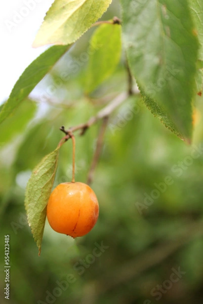 Fototapeta young yellow plum, wild plum ripens on the branches, yellow cherry on a branch close-up on a sunny day, edible fruit on a tree, ripe fruit grows on a tree, harvest of berries with a blurred background