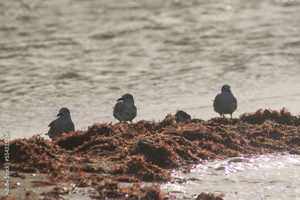 Obraz gaviota sobre algas 3